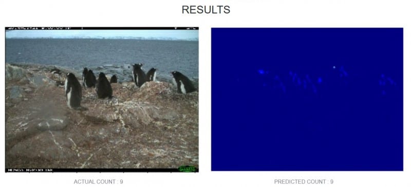 penguin-counting Intel AI