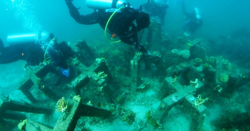 CORaiL is an incredible example of how AI and edge technology can be used to assist researchers with monitoring and restoring the coral reef.